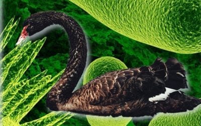 The Wuhan Black Swan